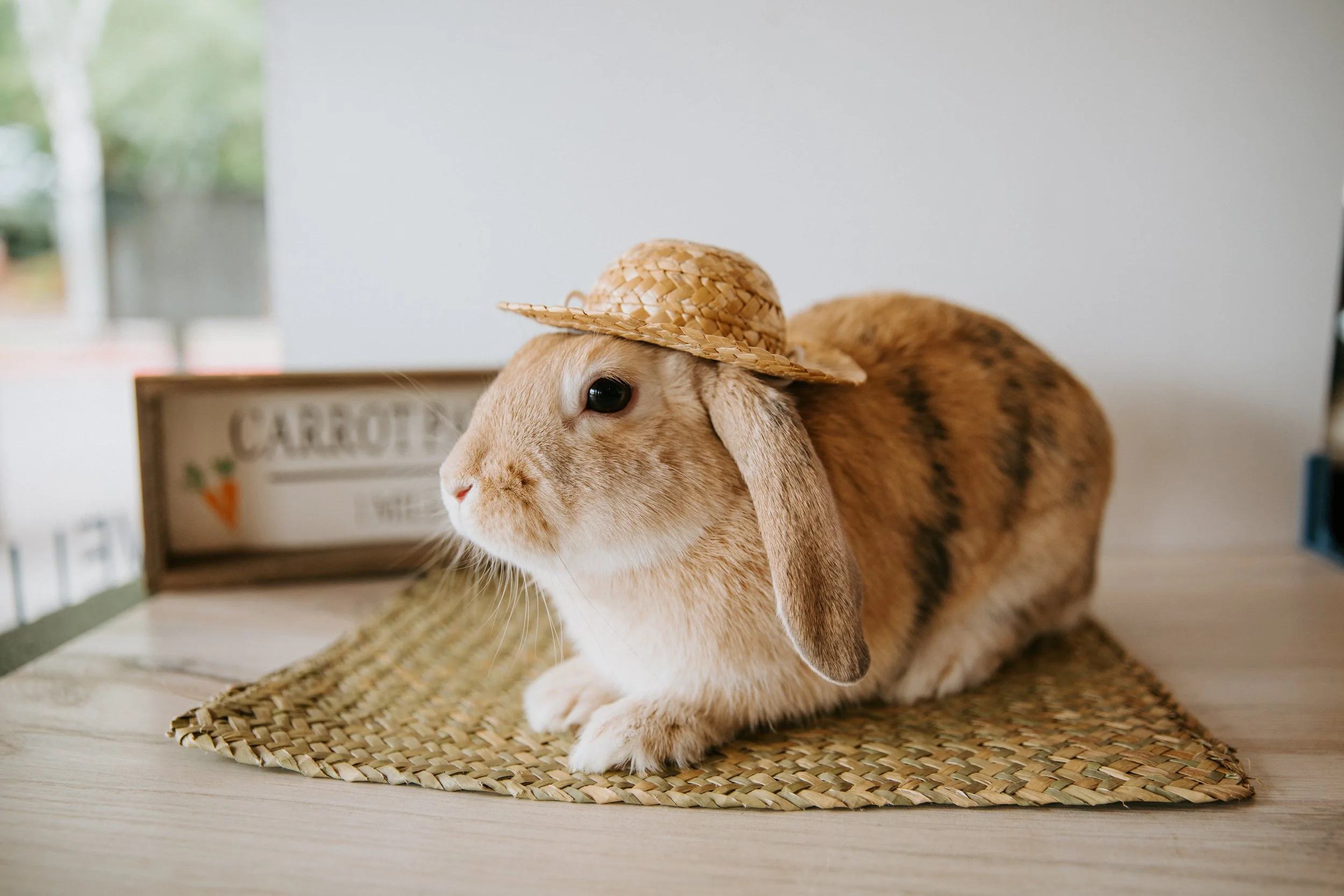 Best bunny deals hay